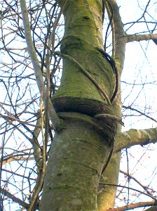 Honeysuckle induced woodbine on a willow, Eglinton, Ayrshire, Scotland