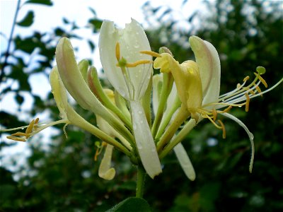 Lonicera periclymenum