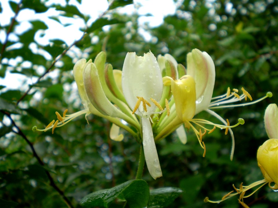 Lonicera periclymenum