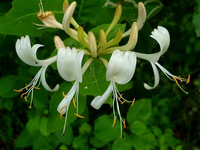 Common Honeysuckle (Lonicera periclymenum)