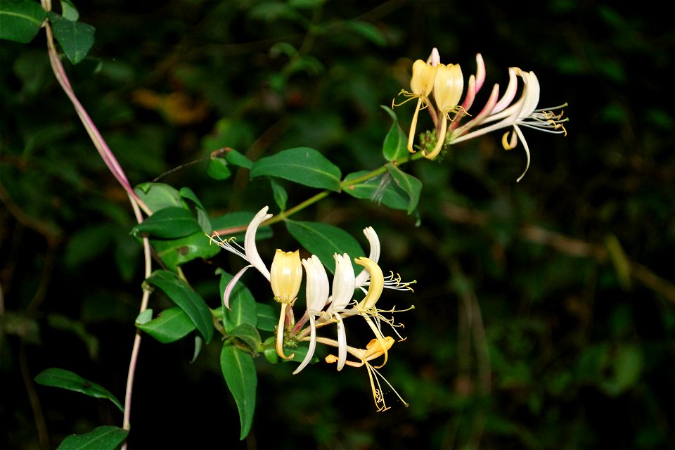 Template:Common Honeysuckle in Belgium - Kempen on Sep 2nd 2009