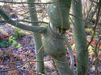 Willow tree with Honeysuckle woodbine. Eglinton Castle, Ayrshire, Scotland photo