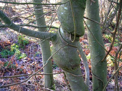 Willow tree with Honeysuckle woodbine. Eglinton Castle, Ayrshire, Scotland