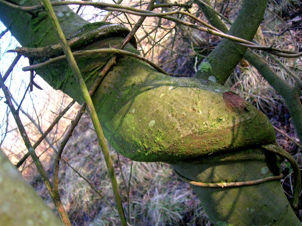 Woodbine on Willow causing woodbine, Eglinton, Ayrshire, Scotland