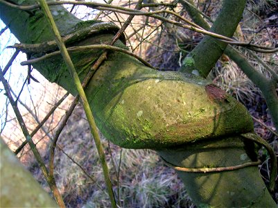 Woodbine on Willow causing woodbine, Eglinton, Ayrshire, Scotland