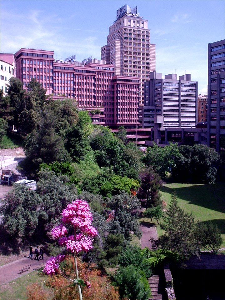 Centranthus ruber davanti ai palazzi della Regione Liguria, Genova