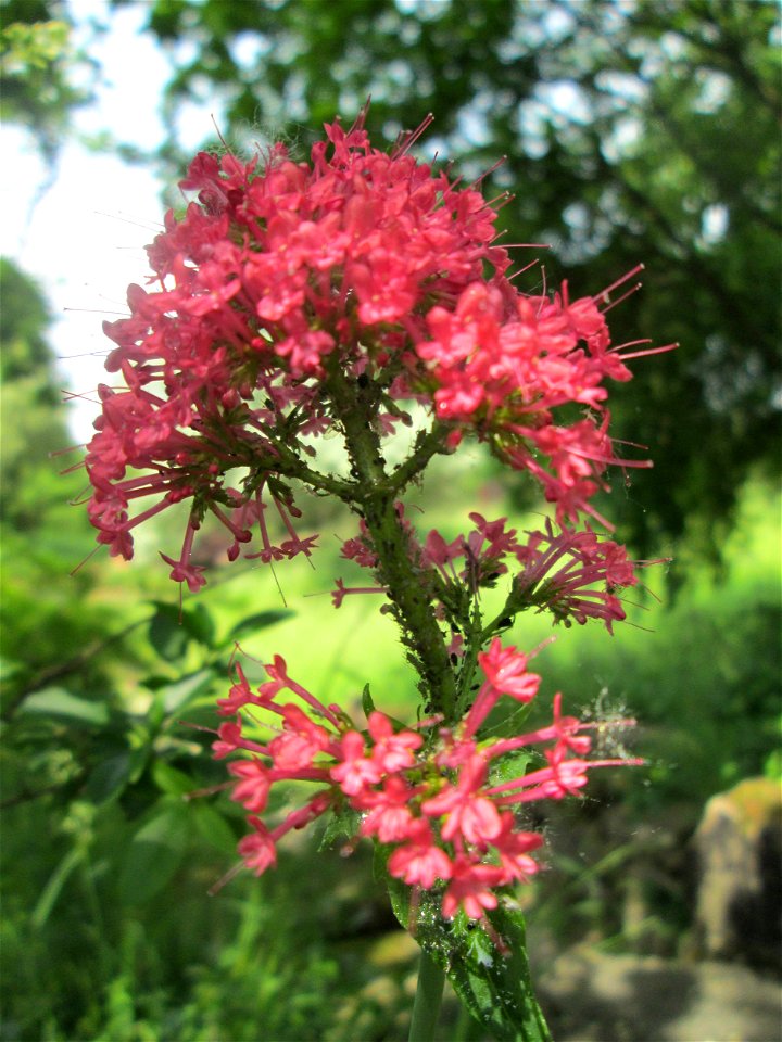 Rote Spornblume (Centranthus ruber) im Bürgerpark Saarbrücken - eingeschleppt aus Südeuropa
