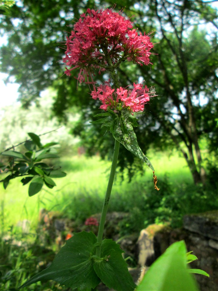 Rote Spornblume (Centranthus ruber) im Bürgerpark Saarbrücken - eingeschleppt aus Südeuropa