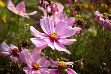 Flower flower meadow flowers photo