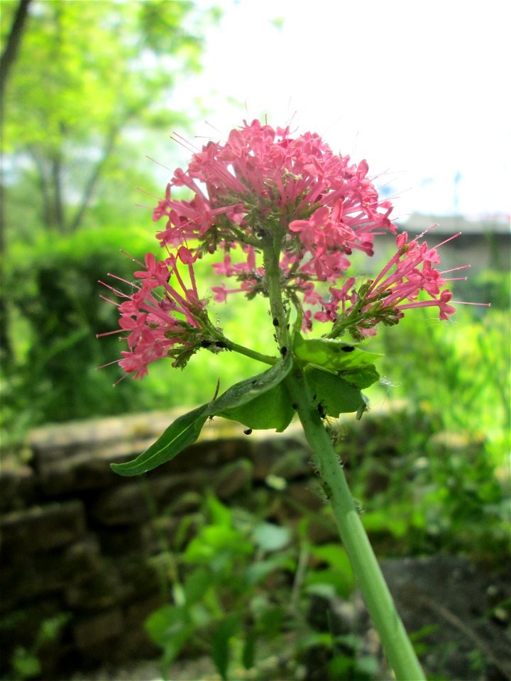 Rote Spornblume (Centranthus ruber) im Bürgerpark Saarbrücken - eingeschleppt aus Südeuropa
