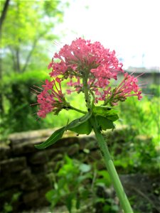Rote Spornblume (Centranthus ruber) im Bürgerpark Saarbrücken - eingeschleppt aus Südeuropa