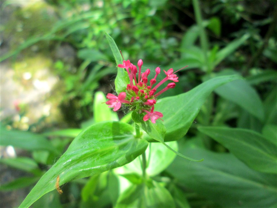 Rote Spornblume (Centranthus ruber) im Bürgerpark Saarbrücken - eingeschleppt aus Südeuropa