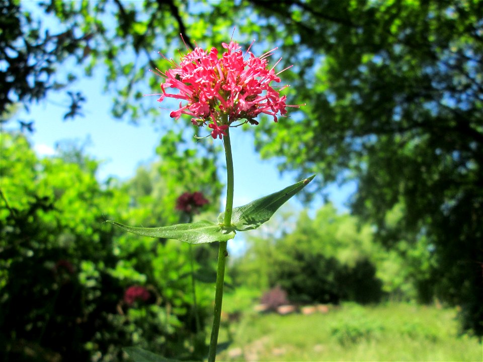 Rote Spornblume (Centranthus ruber) im Bürgerpark Saarbrücken - eingeschleppt aus Südeuropa