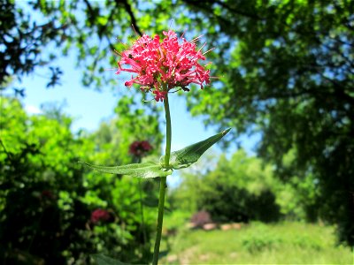 Rote Spornblume (Centranthus ruber) im Bürgerpark Saarbrücken - eingeschleppt aus Südeuropa