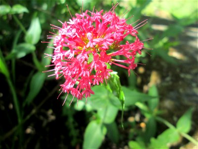 Rote Spornblume (Centranthus ruber) im Bürgerpark Saarbrücken - eingeschleppt aus Südeuropa