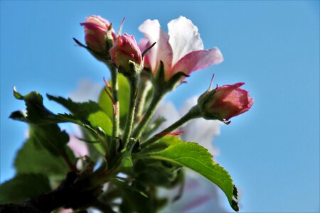 Leaf summer bud photo