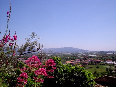 Centranthus ruber verso la Piana di Fondi, 2009
