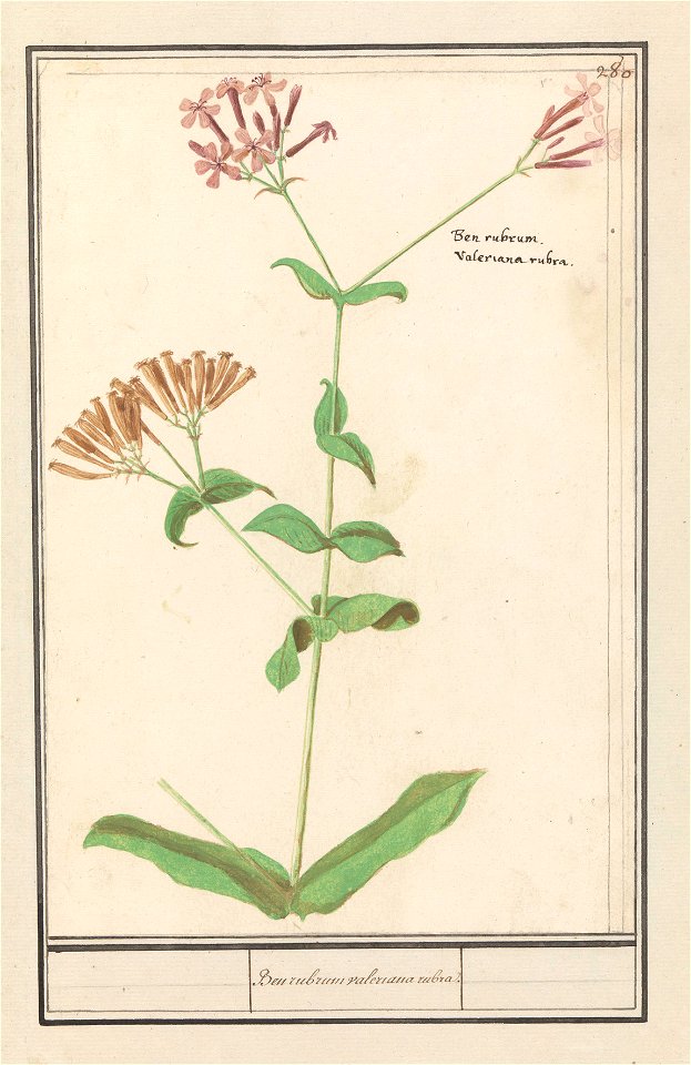 IdentificatieTitel(s): Onbekende plantBen rubrum valeriana rubra. (titel op object)Objecttype: tekening Objectnummer: RP-T-BR-2017-1-10-84Omschrijving: Onbekende plant met trossen roze bloemen. Geen v