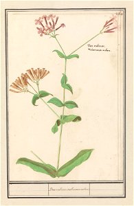 IdentificatieTitel(s): Onbekende plantBen rubrum valeriana rubra. (titel op object)Objecttype: tekening Objectnummer: RP-T-BR-2017-1-10-84Omschrijving: Onbekende plant met trossen roze bloemen. Geen v