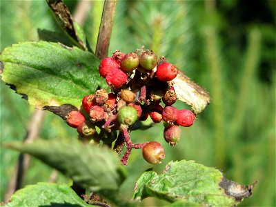 Roter Holunder (Sambucus racemosa) im Schwetzinger Hardt