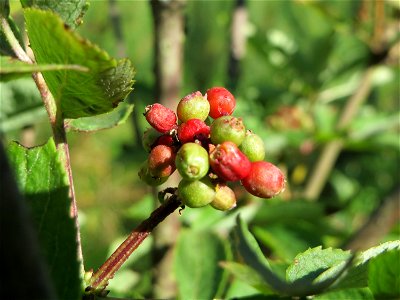 Roter Holunder (Sambucus racemosa) im Schwetzinger Hardt