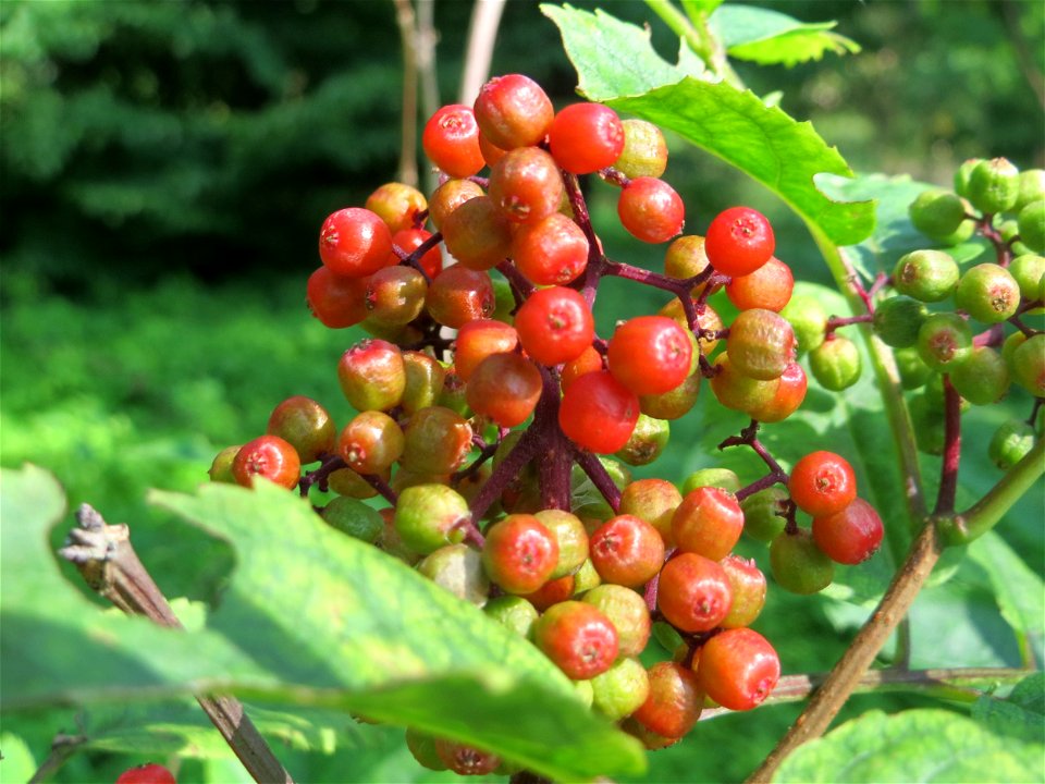 Roter Holunder (Sambucus racemosa) im Schwetzinger Hardt