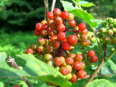 Roter Holunder (Sambucus racemosa) im Schwetzinger Hardt