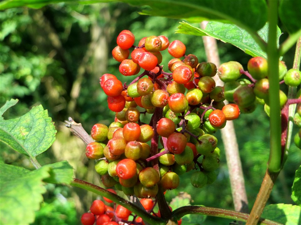 Roter Holunder (Sambucus racemosa) im Schwetzinger Hardt