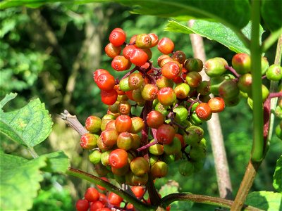 Roter Holunder (Sambucus racemosa) im Schwetzinger Hardt