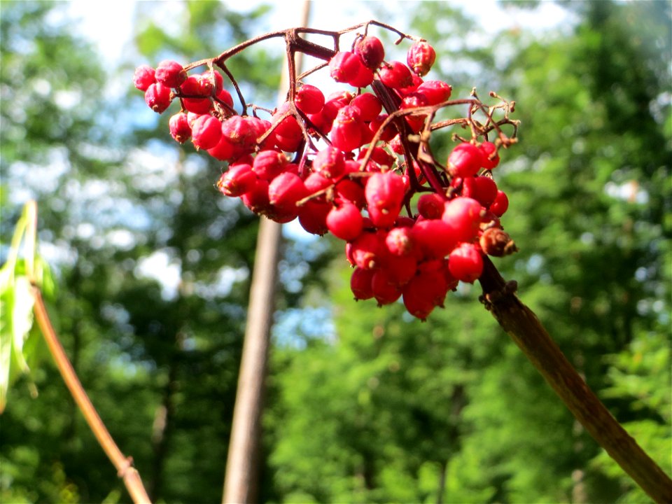 Roter Holunder (Sambucus racemosa) in der Schwetzinger Hardt