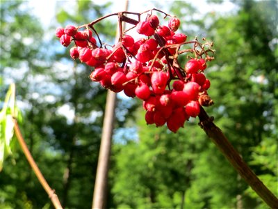 Roter Holunder (Sambucus racemosa) in der Schwetzinger Hardt