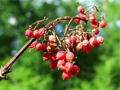 Roter Holunder (Sambucus racemosa) in der Schwetzinger Hardt