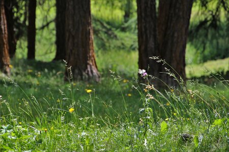 Meadows plant quiet