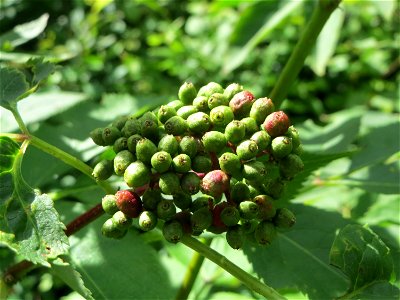 Roter Holunder (Sambucus racemosa) in der Schwetzinger Hardt