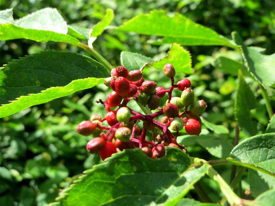 Roter Holunder (Sambucus racemosa) in der Schwetzinger Hardt