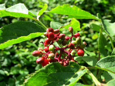 Roter Holunder (Sambucus racemosa) in der Schwetzinger Hardt
