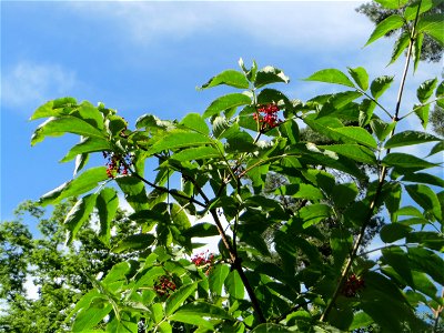 Roter Holunder (Sambucus racemosa) in der Schwetzinger Hardt