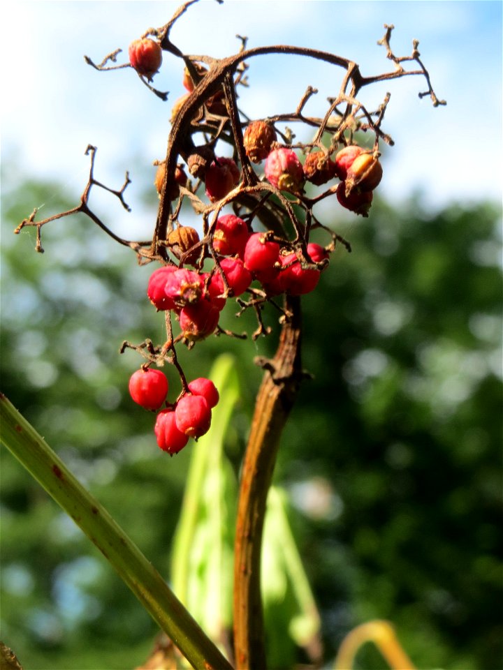 Roter Holunder (Sambucus racemosa) in der Schwetzinger Hardt