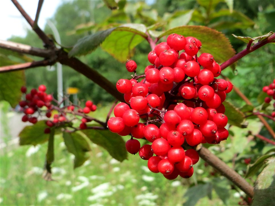 Roter Holunder (Sambucus racemosa) in Kirschheck/Heinrichshaus