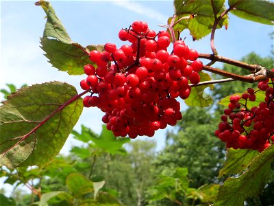 Roter Holunder (Sambucus racemosa) in Kirschheck/Heinrichshaus