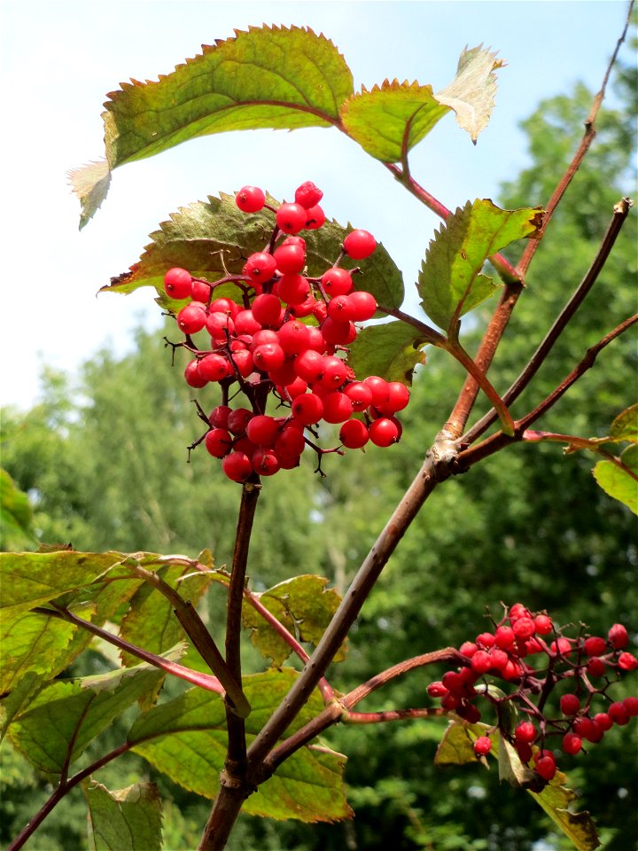 Roter Holunder (Sambucus racemosa) in Kirschheck/Heinrichshaus