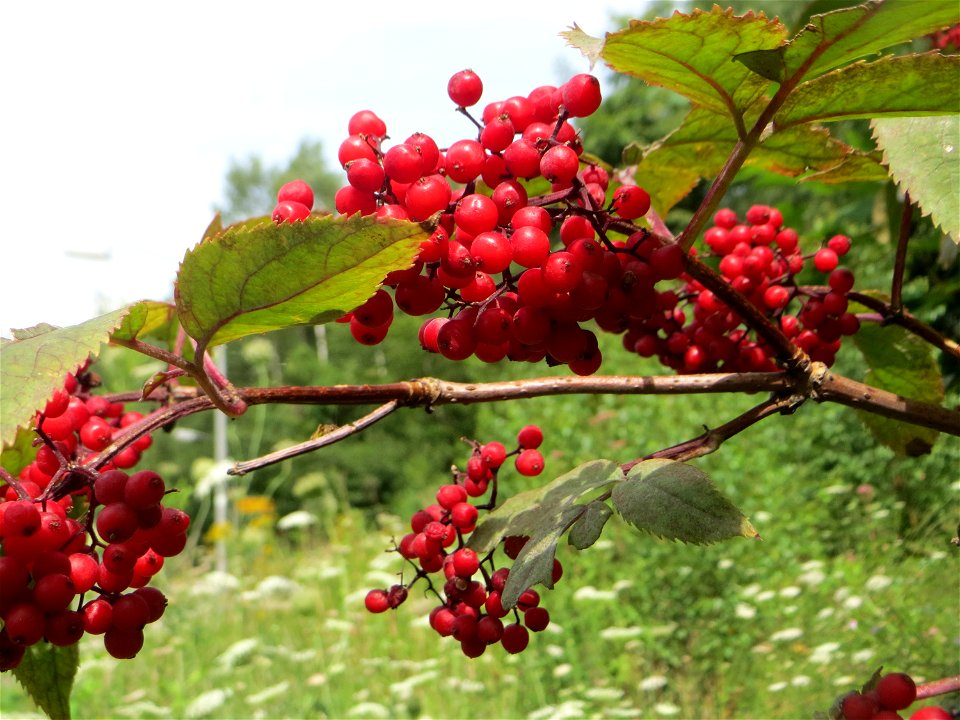 Roter Holunder (Sambucus racemosa) in Kirschheck/Heinrichshaus