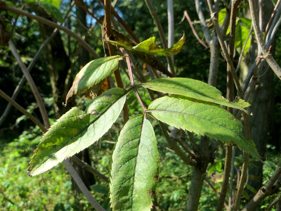 Blätter vom Roten Holunder (Sambucus racemosa) am Hockenheimer Baggersee in der Schwetzinger Hardt