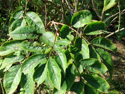 Blätter vom Roten Holunder (Sambucus racemosa) am Hockenheimer Baggersee in der Schwetzinger Hardt