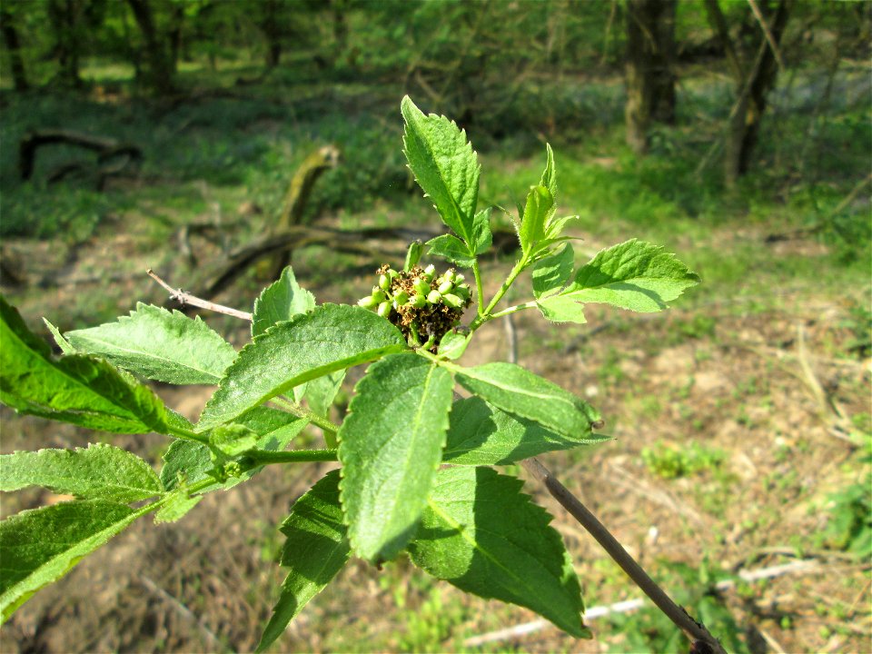 Roter Holunder (Sambucus racemosa) in der Schwetzinger Hardt - kommt hier nur zerstreut an wenigen Standorten vor