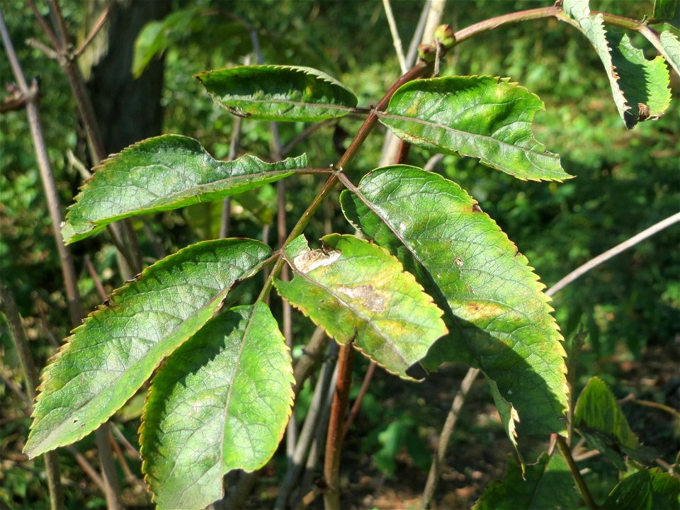 Blätter vom Roten Holunder (Sambucus racemosa) am Hockenheimer Baggersee in der Schwetzinger Hardt