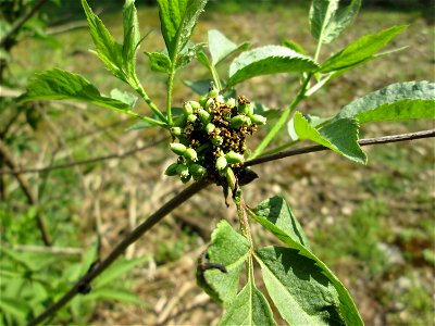 Roter Holunder (Sambucus racemosa) in der Schwetzinger Hardt - kommt hier nur zerstreut an wenigen Standorten vor