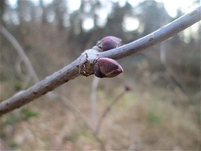 Roter Holunder (Sambucus racemosa) in der Schwetzinger Hardt