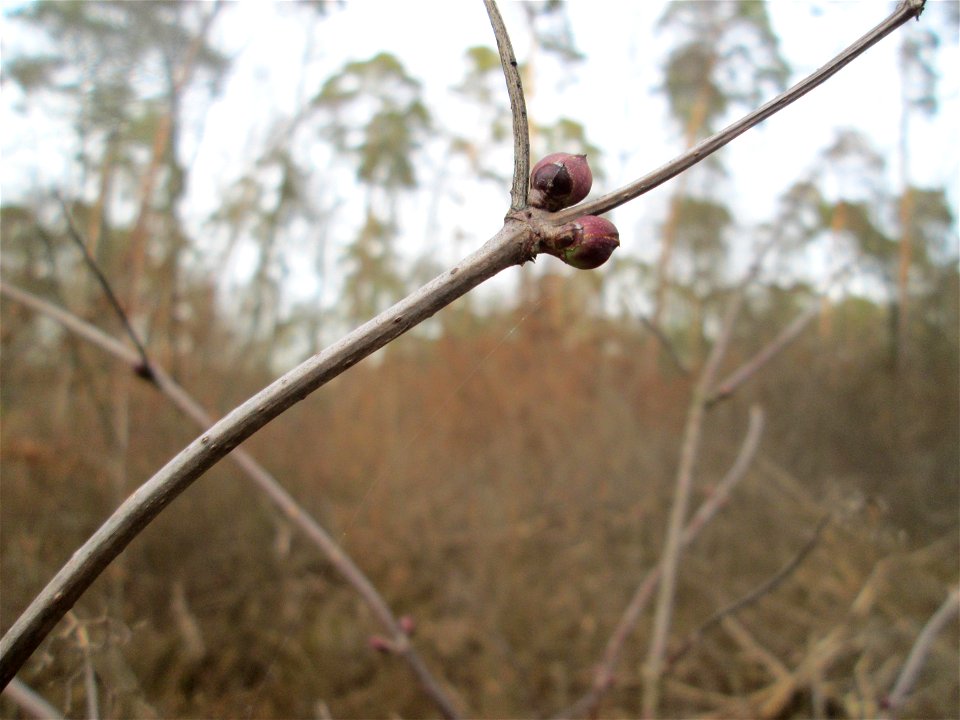 Roter Holunder (Sambucus racemosa) in der Schwetzinger Hardt