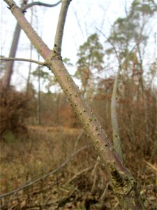 Roter Holunder (Sambucus racemosa) in der Schwetzinger Hardt